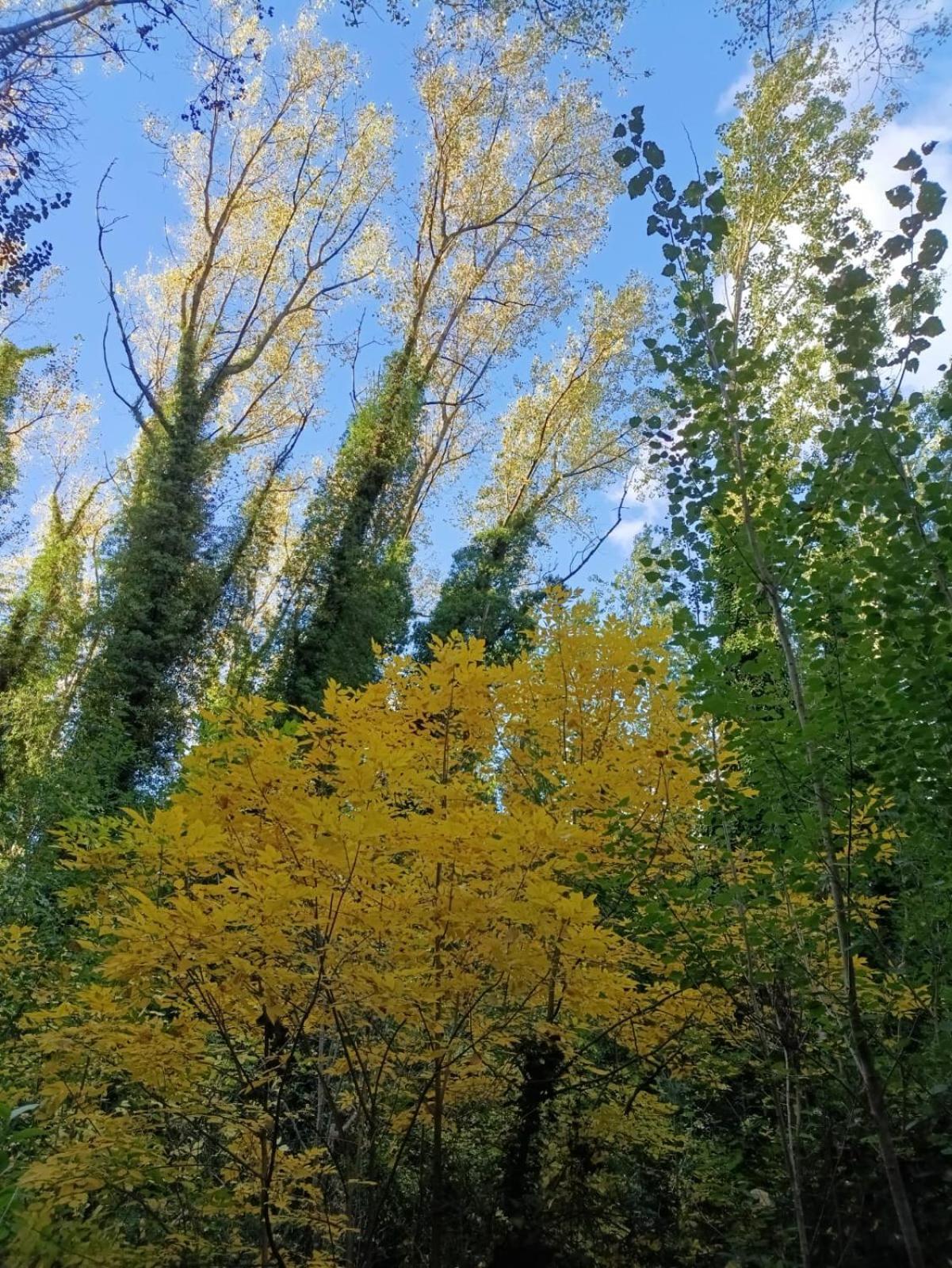 Cuenca Del Bosque