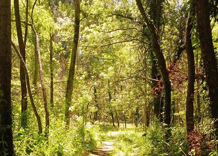 Cuenca Del Bosque