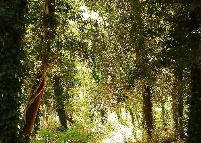 Cuenca Del Bosque