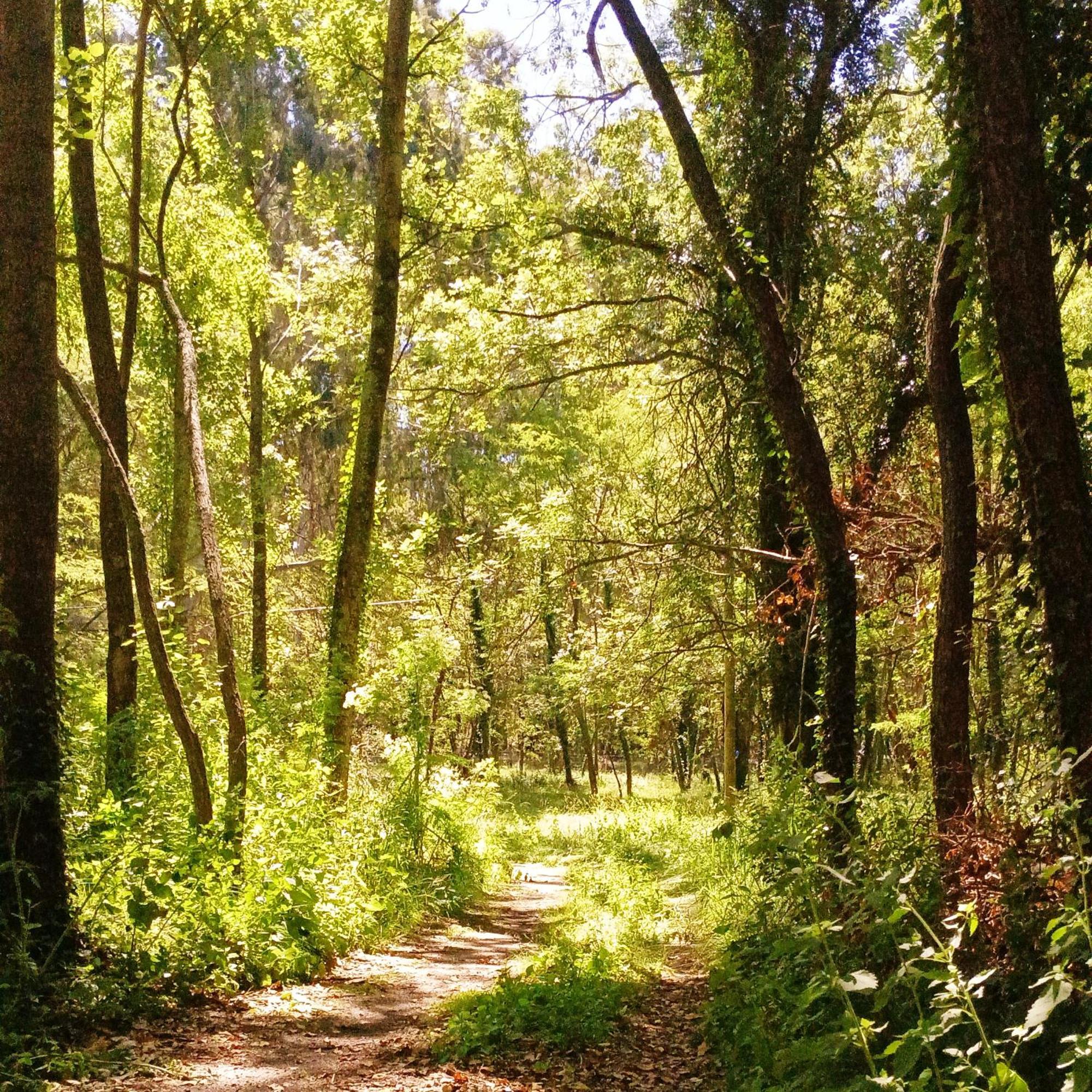 Cuenca Del Bosque Tandil