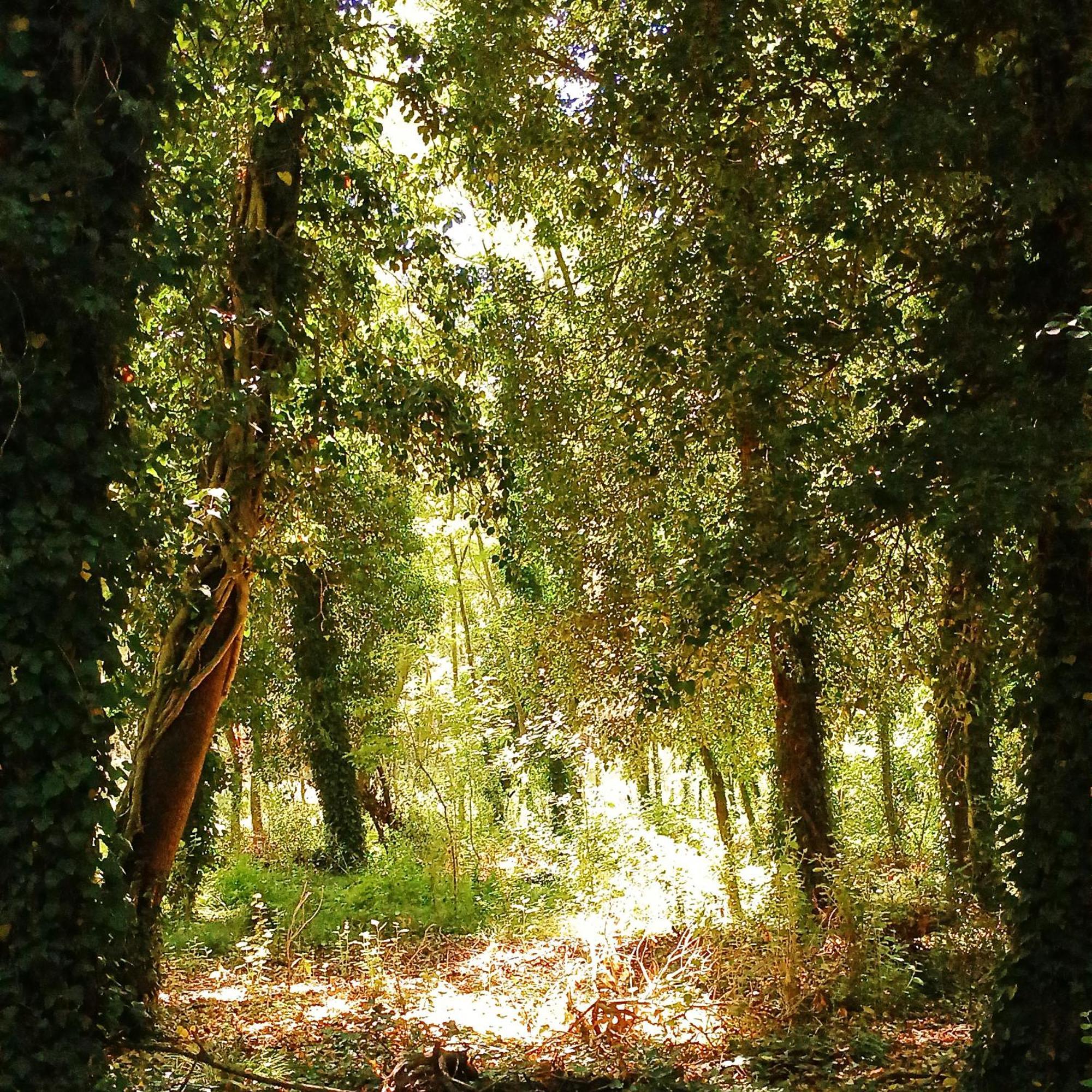 Cuenca Del Bosque